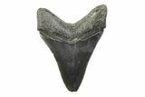 Serrated, Fossil Megalodon Tooth - South Carolina #341408-1